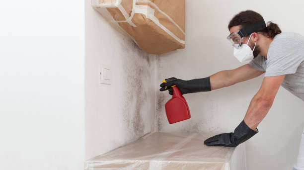 Professional Attic Mold Remediation technician working in Milton, PA
